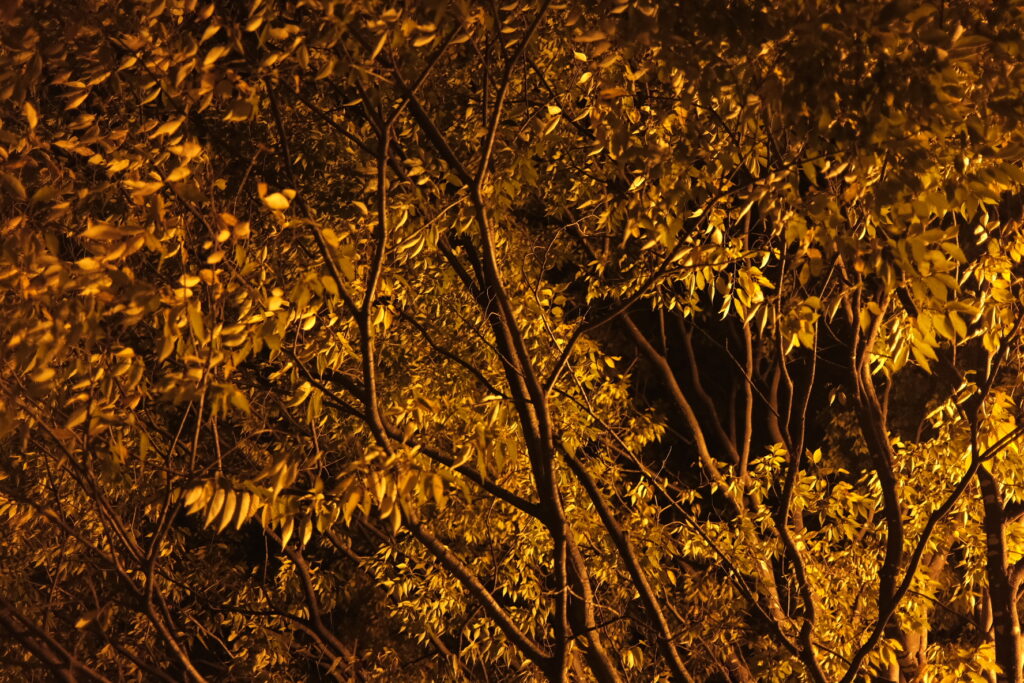 Hojas de otoño por la noche