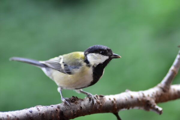 Japanese tit