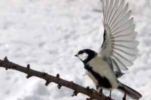 Japanese tit