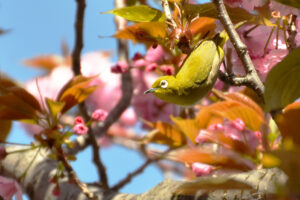 Warbling white-eye