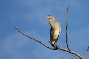 Garza chiflona