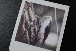 White Woodpecker Fujifilm Instax