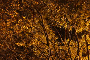 Autumn leaves at night