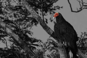 Turkey Vulture