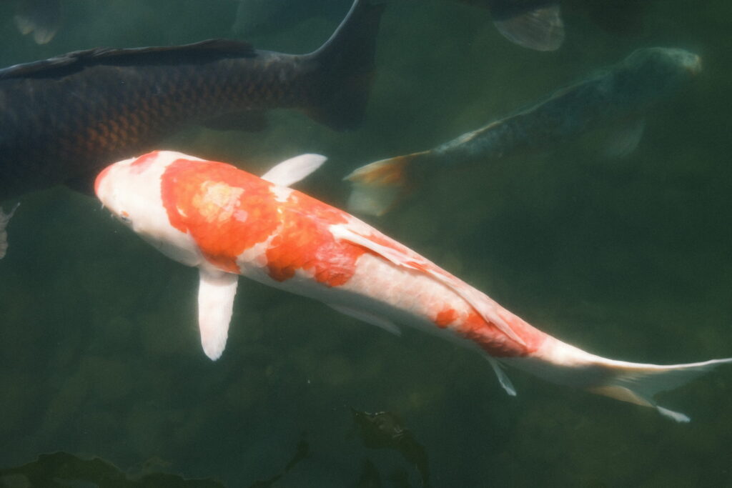 Colored carp 