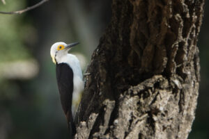 White Woodpecker