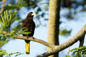 Crested Oropendola