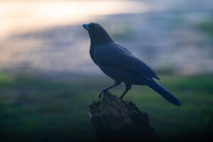 Purplish Jay