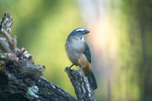 Grayish Saltator