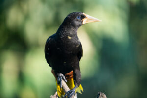 Crested Oropendola