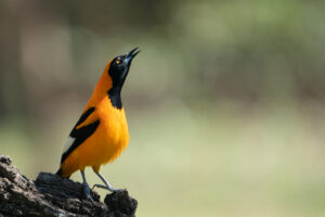 Orange-backed Troupial