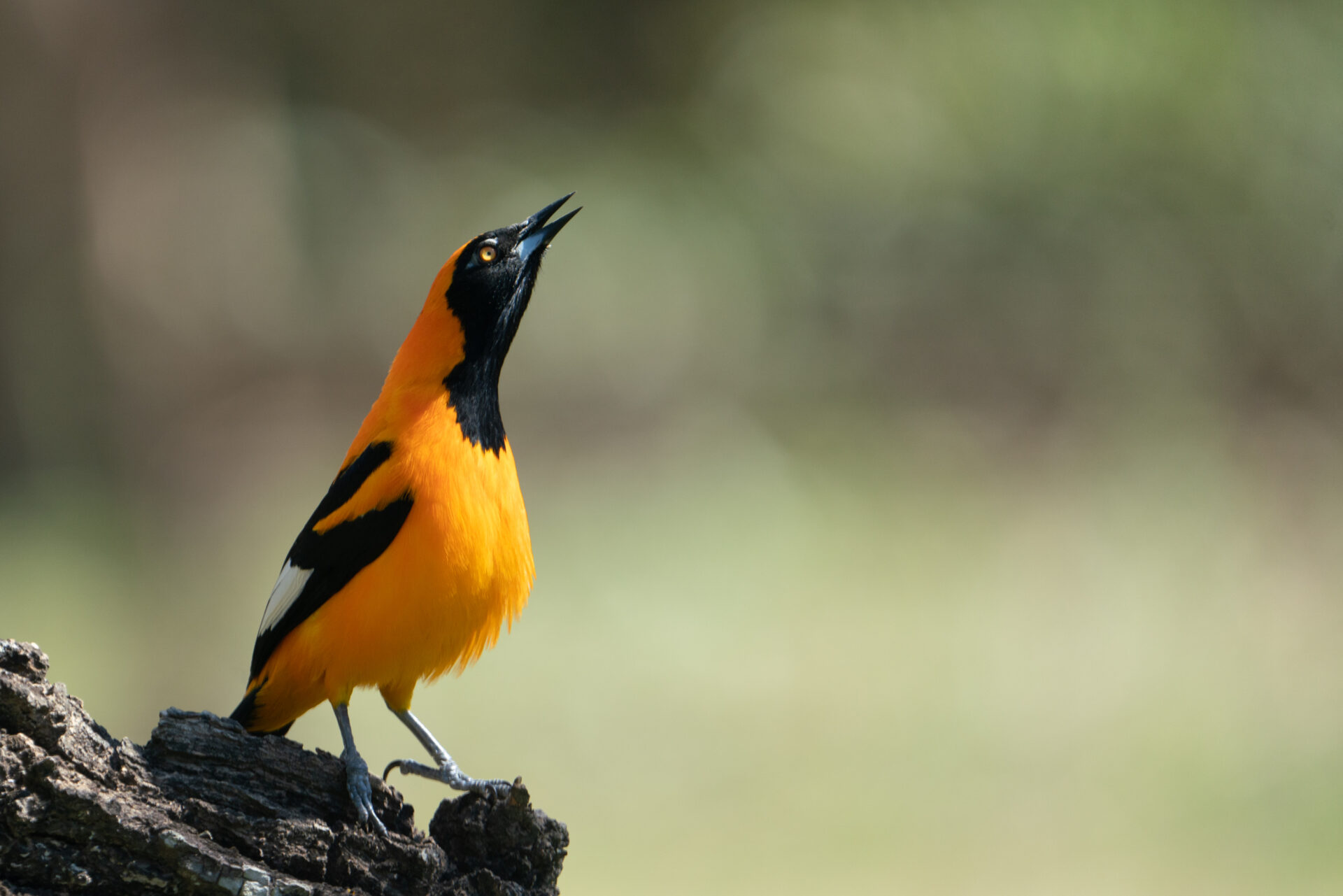 Orange-backed Troupial - KENTO SONEDA