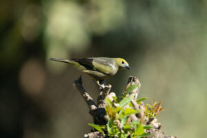 Palm Tanager