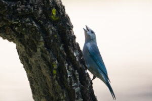 Sayaca Tanager